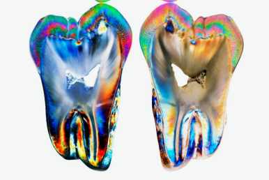 tooth morphology biomimetic dentistry biomimetics
